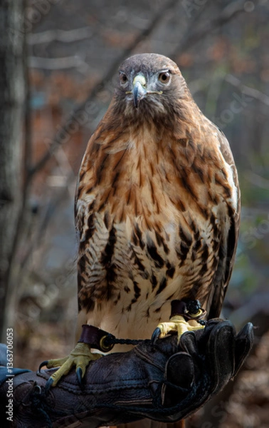 Fototapeta Female red-tailed hawk (Buteo jamaicensis) on gloved hand of instructor at the Virginia Wildlife Center. Bird has been treated for injuries and is now used in education.