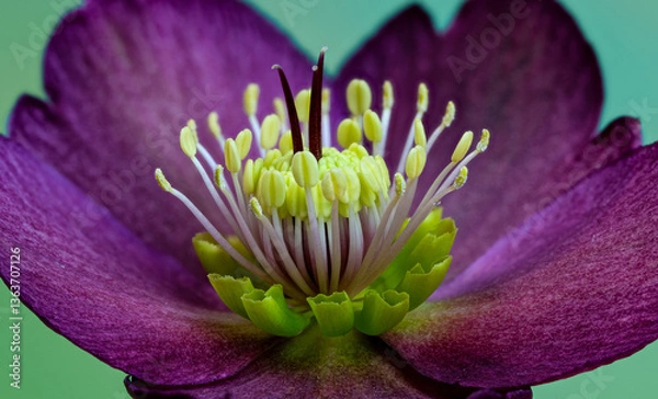 Fototapeta Macro view of petals, stamens, anthers, and pistils of Helleborus flower in late winter in garden in central Virginia.