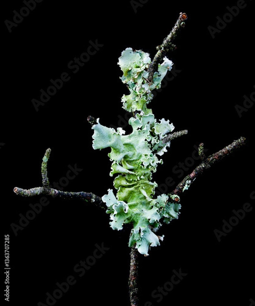 Fototapeta A foliose lichen growing on tree branch
