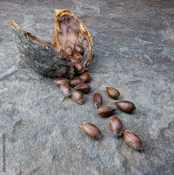 Fototapeta Seeds and open pod of eastern sweetshrub (Calycanthus floridus), a shrub native to eastern North America.