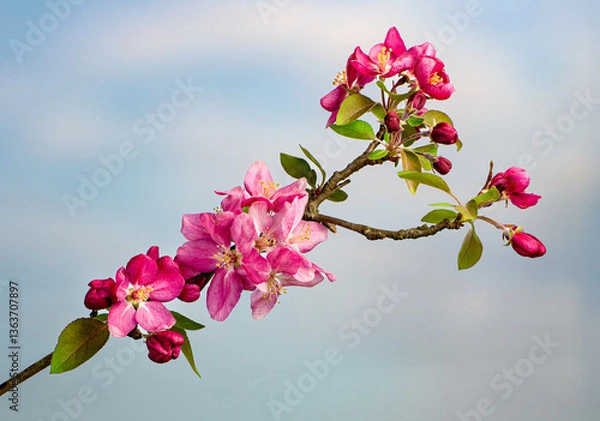 Fototapeta Branch of flowering crabapple tree (Mallus sp.) in early spring in central Virginia