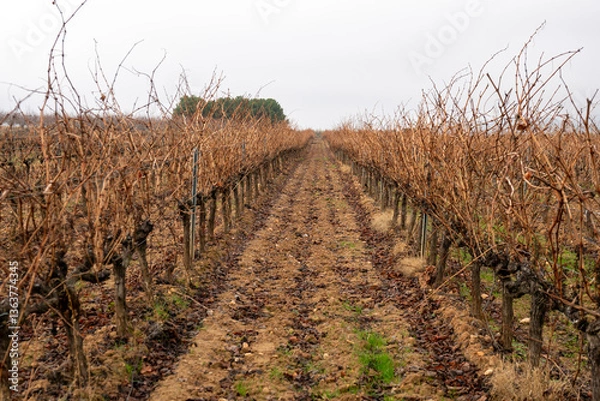 Obraz Leafless vineyards ready for pruning