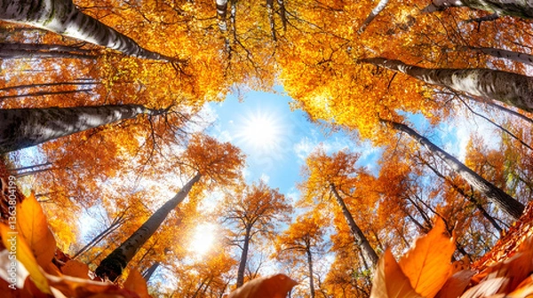 Fototapeta Vibrant autumn forest scene, sunlit canopy above fallen leaves