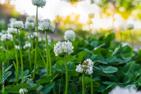 Obraz white clover flowers on green color bokeh background