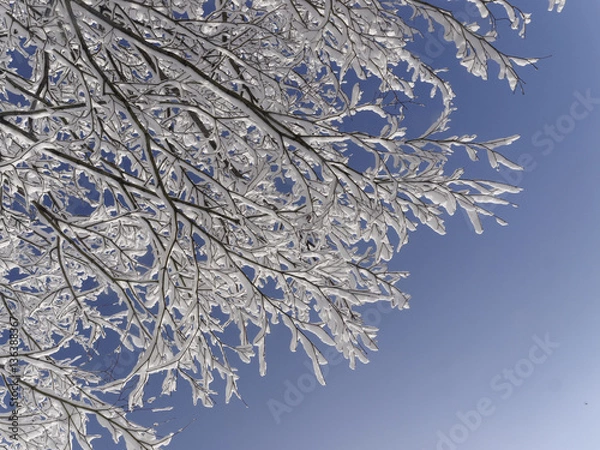 Obraz 木に咲いた雪の花