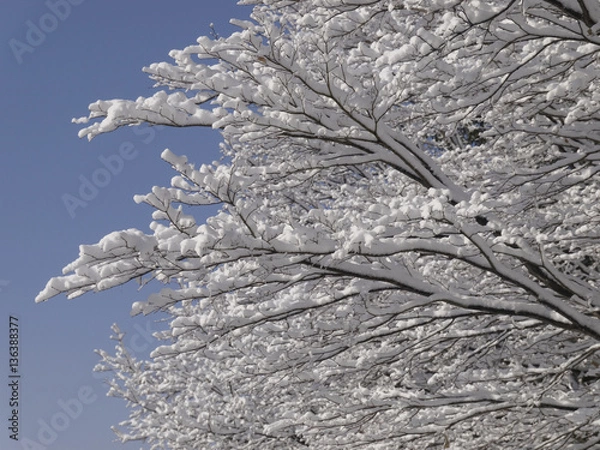 Obraz 木に咲いた雪の花