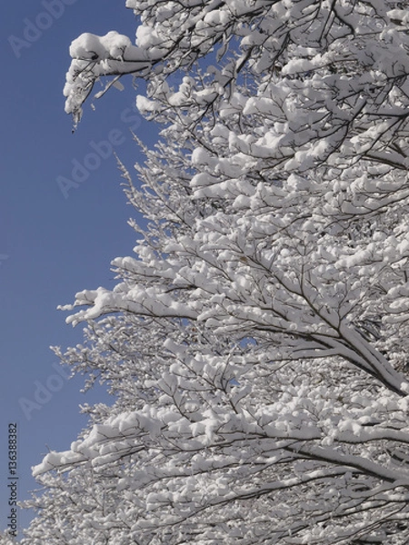 Obraz 木に咲いた雪の花