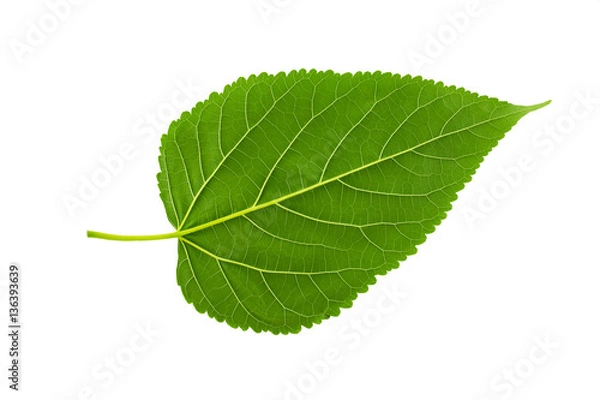 Obraz green leaf on white