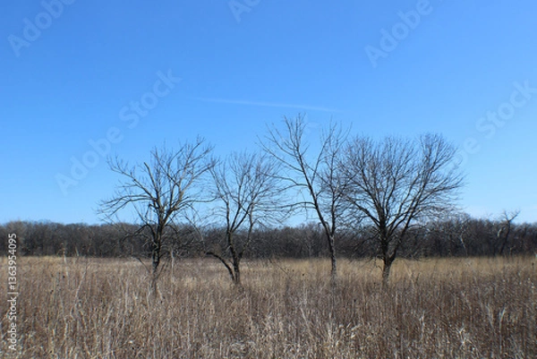 Fototapeta Four bare trees in a field at the restored tallgrass prairie at Linne Woods in Morton Grove, Illinois in early spring