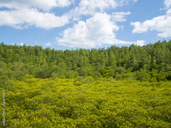 Fototapeta Landscape with green and yellow tiny trees blurred foreground an