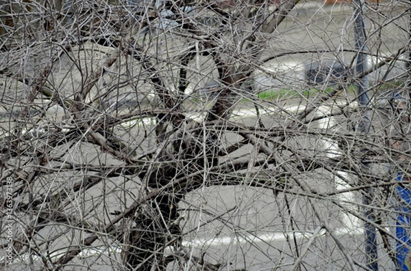 Obraz a dry tree without leaves with dark brown branches and twigs against the background of a highway. dead trees in the dry season