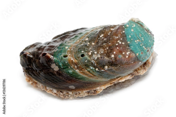 Fototapeta Raw abalone