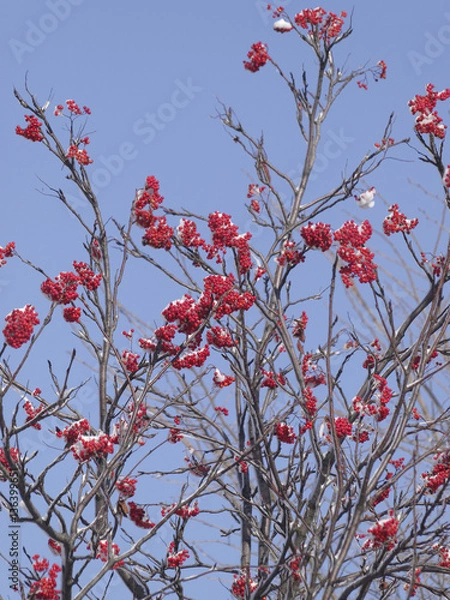 Obraz 雪と赤いナナカマドの実