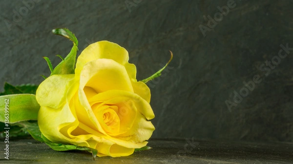 Obraz Yellow roses on slate, background