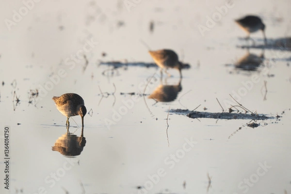 Obraz Sandpipers feeding in shallow water.