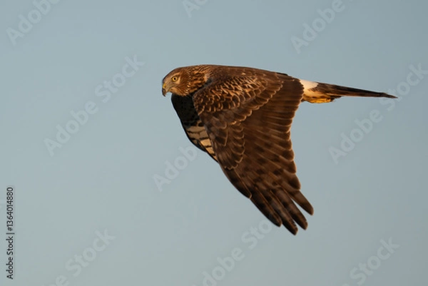 Obraz Hawk soars in flight.