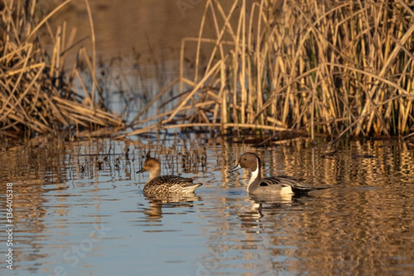 Obraz Ducks swimming in golden water.