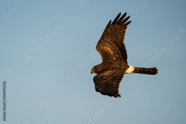 Obraz Hawk soars in blue sky.
