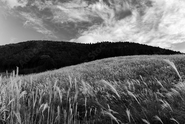 Fototapeta 神奈川県箱根町　秋の仙石原すすき草原