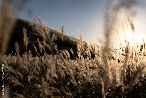 Obraz 神奈川県箱根町　秋の仙石原すすき草原