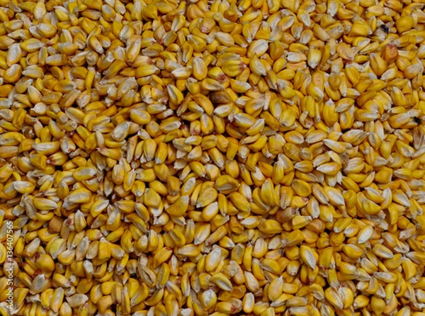 Fototapeta Closeup corn grains background