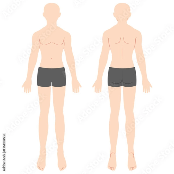 Fototapeta 男性の人体図　全身　前面背面
