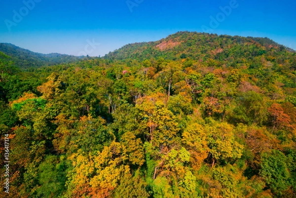 Fototapeta Aerial view of autumn forest