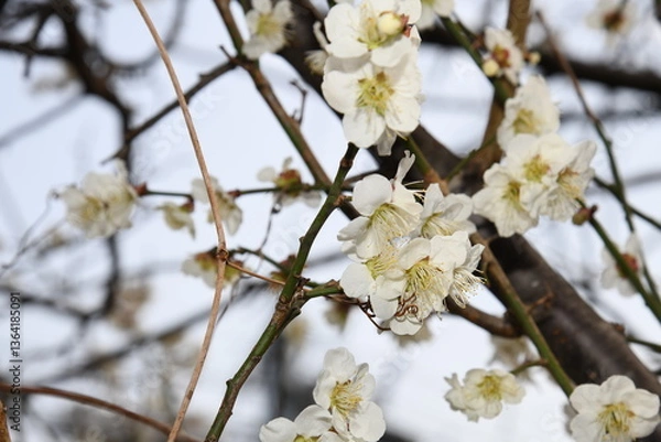 Obraz 2025年3月27日　仙台梅開花