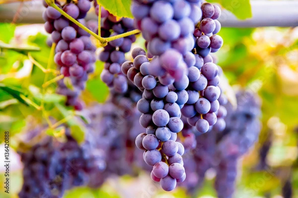 Obraz 葡萄