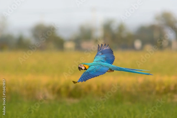 Obraz flying macaw, beautiful bird