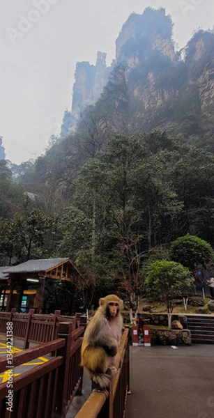 Fototapeta Monkey at Tianzi mountain