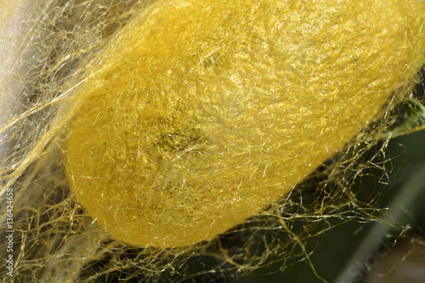 Obraz Poczwarka jedwabnika.