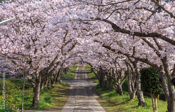 Obraz 桜のアーチ