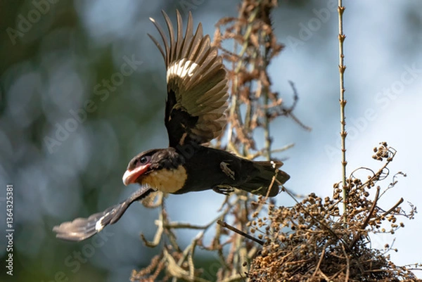 Fototapeta Corydon sumatranus helping each other build a nest.