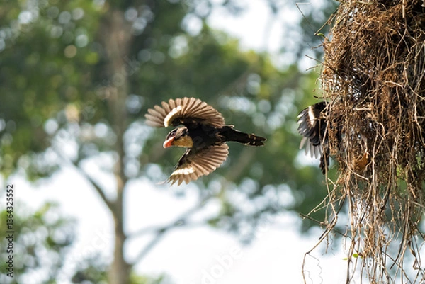 Fototapeta Corydon sumatranus helping each other build a nest.