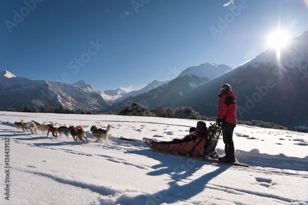 Obraz Chiens de traineaux