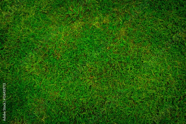 Fototapeta green grass background