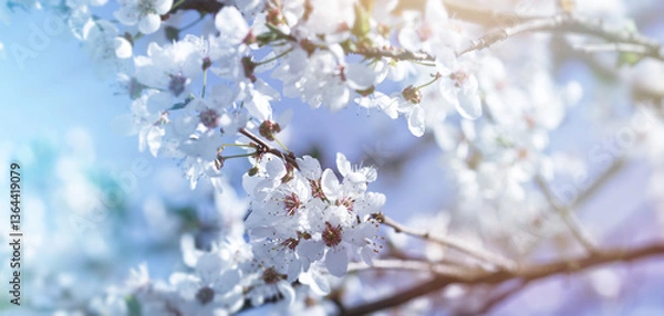Fototapeta Beautiful nature scene with blooming branch, selective focus on flower petals and stamens, beautiful flowering fruit tree