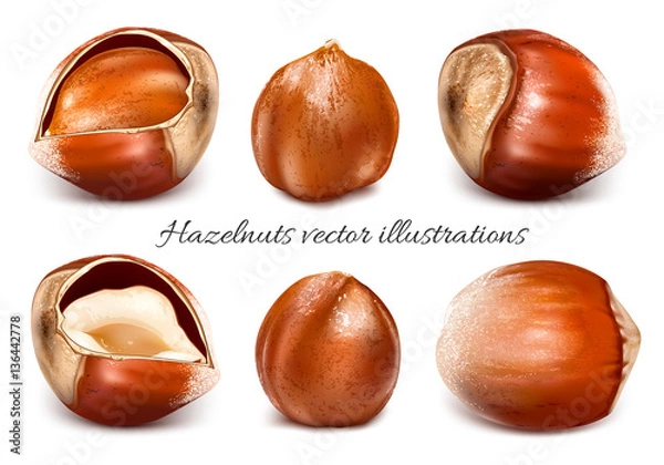 Fototapeta Collection of vector illustrations hazelnuts