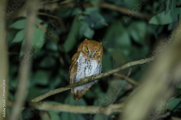 Obraz Oriental scop owl bird