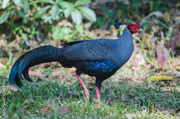 Fototapeta Siamese fireback or Diard's fireback