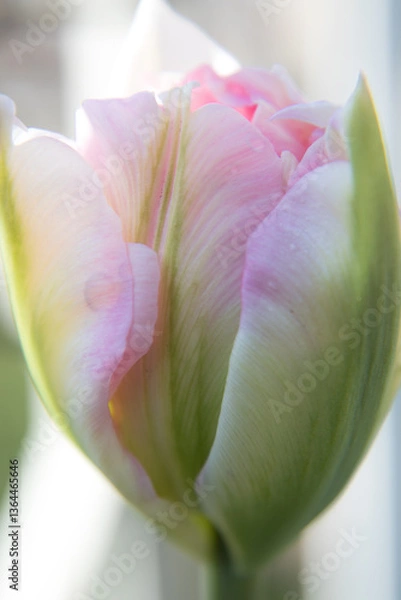 Obraz チューリップのアンジェリケつぼみ