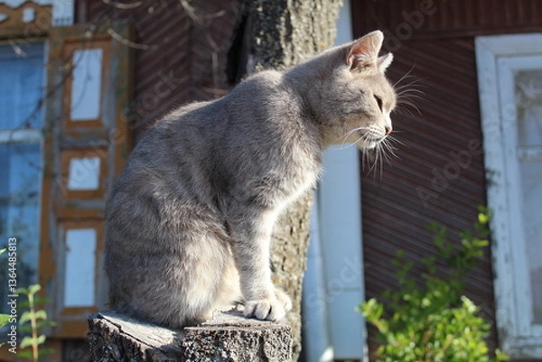 Obraz A domestic cat on a stump in the courtyard of an old house