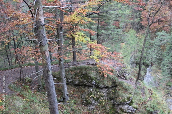 Obraz Autumn forest walking