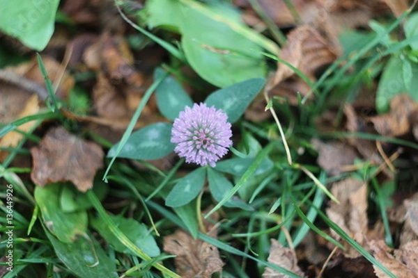 Obraz Wild clover