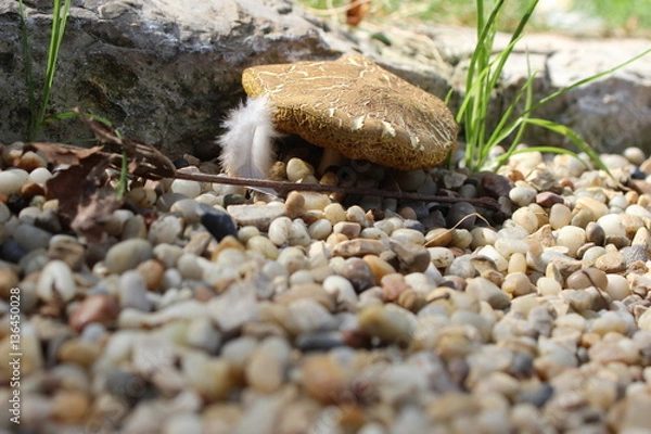 Obraz Feather and mushroom