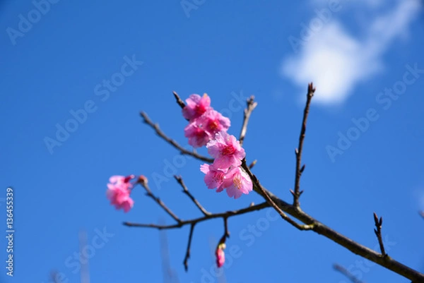 Obraz Closed-up Wild Himalayan Cherry blossom