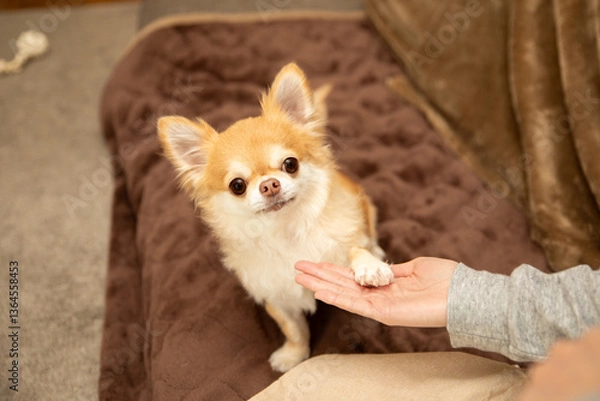 Fototapeta お手をするチワワとしつけをする女性