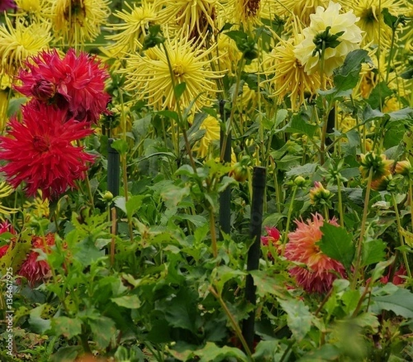 Obraz Dahlia plants in full bloom, tied to a sticks so that the plants does not collapse, blurred for- and background, pretty yellow, green, dark red contrast. Ideal as a background