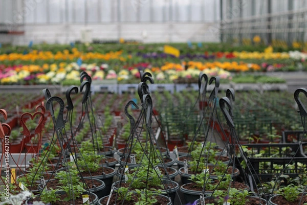Fototapeta A bright and flourishing greenhouse in spring, filled with vibrant blooming flowers. Sunlight streams through the glass, creating a warm and inviting atmosphere. A perfect image for gardening blogs
